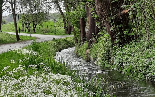 Schunter in Räbke, Foto: Naturpark Elm-Lappwald