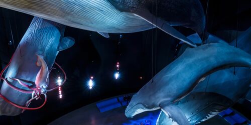 OZEANEUM Stralsund, Foto: Martin Harms/Deutsches Meeresmuseum