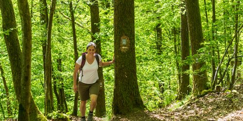 Mammutbäume und Gipfelruinen