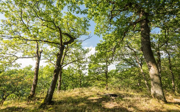 Nassau-Natur, Foto: Dominik Ketz, Touristik Bad Ems - Nassau e.V.