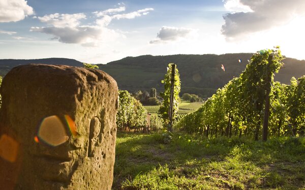 Weinberge, Foto: Eike S. Bock, CC BY-SA