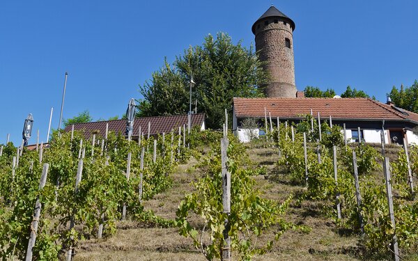 Blick auf die Burgruine Kirkel, Foto: Alexander Kleinschmidt, Saarpfalz-Touristik, CC BY-SA