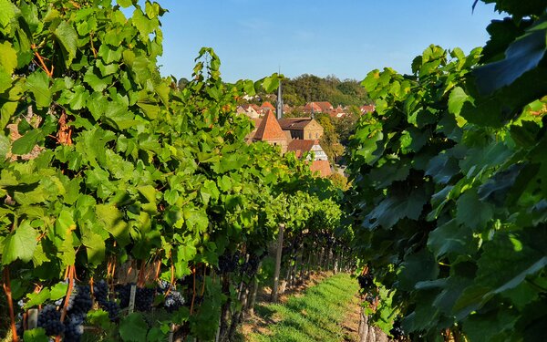 Klosterberg Maulbronn, Weinreben, Foto: Stadt Maulbronn