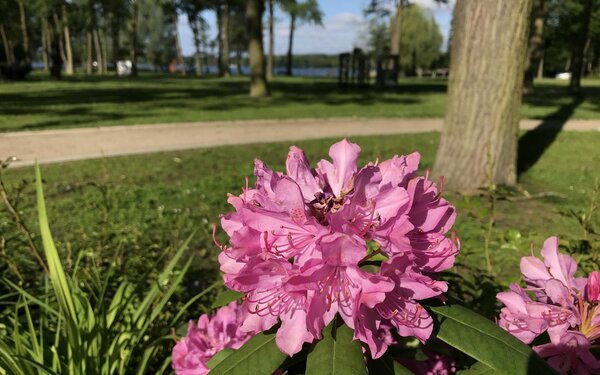 Kurpark Bad Saarow, Foto: Laura Beister, Lizenz: Tourismusverein Scharmützelsee