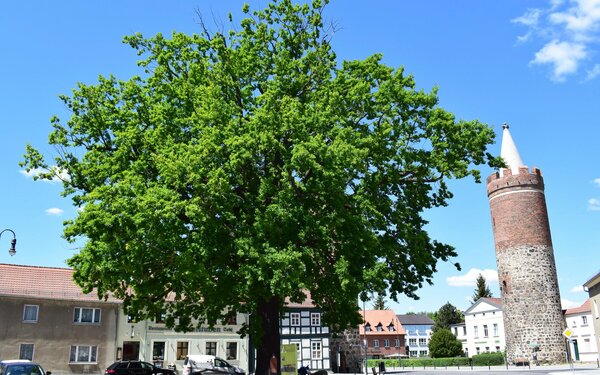 Heilig-Geist-Platz in Jüterbog mit der Luthereiche, Foto: Marlen Seidel/Stadt Jüterbog