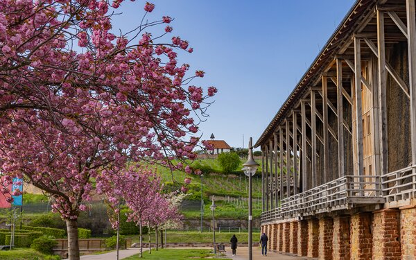 Gradierbau in Bad Dürkheim, Foto: Pfalz Touristik, Heimatlichter GmbH, CC-BY