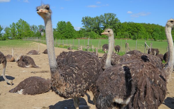 Straussenfarm Gemarkenhof, Foto: A.Savin, Wikimedia Commons, CC BY-SA 3.0