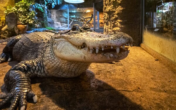 Mississippi-Alligator, Foto: Reptilium Terrarien- und Wüstenzoo GmbH