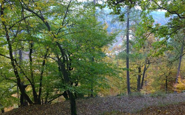 Blick nach Südwesten ins Ederseetal vom hochmittelalterlichen südlichen Burgplateau., Foto: Commander-pirx, CC BY-SA 4.0, https://commons.wikimedia.org