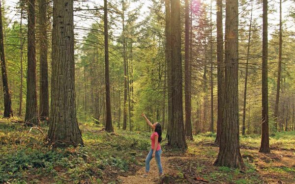 Im Wald, Foto: Landesforsten RLP, Gundolf Bartmann