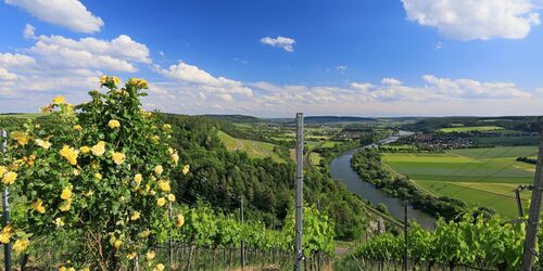 Die Steillagen im Stettener Stein