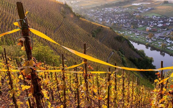 Weingut Karl Erbes, Foto: Weingut Karl Erbes