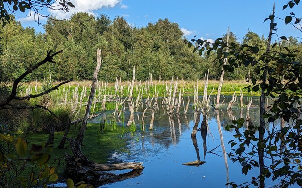 Owschlager Moor, Foto: Anja Grimm, Naturpark Huettener Berge e.V