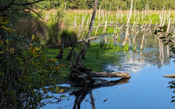 Owschlager Moor, Foto: Anja Grimm, Naturpark Huettener Berge e.V