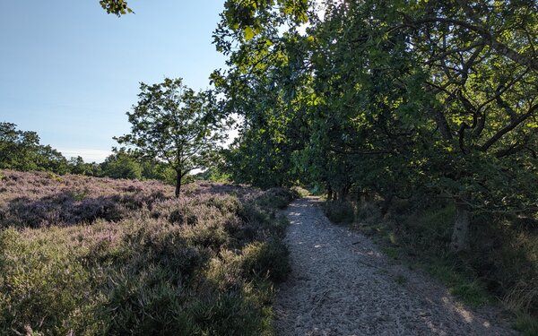 Sorgwohlder Binnendünen, Foto: Anja Grimm, Naturpark Huettener Berge e.V