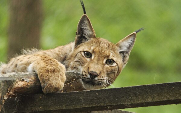 Luchs im Wildpark "alte Fasanerie", Foto: Rainer Prause