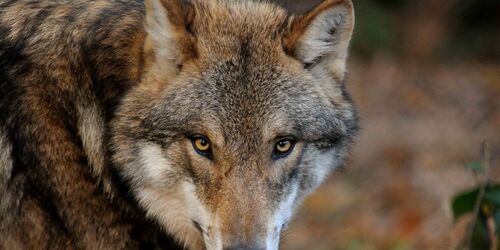 Wolf im Wildpark "alte Fasanerie", Foto: Rainer Prause