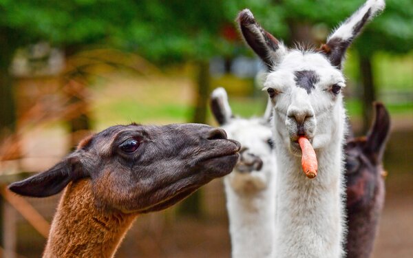 Lamas im Tiergarten, Foto: Tiergarten Neustrelitz/Peggy Schröder