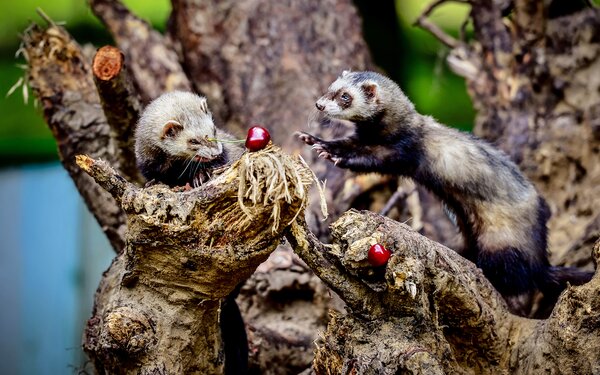 Frettchen im Tiergarten, Foto: Tiergarten Neustrelitz/Peggy Schröder