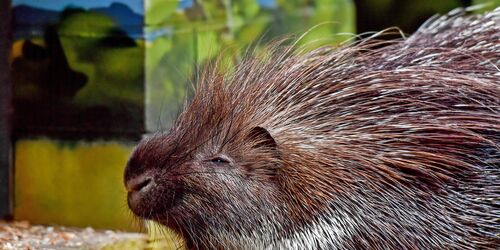 Stachelschwein, Foto: Tiergarten Neustrelitz/Peggy Schröder