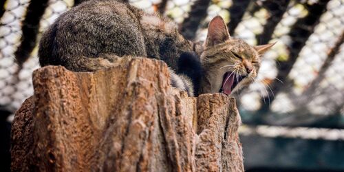 Wildkatze, Foto: Tiergarten Neustrelitz/Peggy Schröder