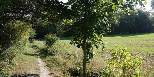 Weg vom Boden-Geo-Pfad zum Aussichtsturm auf dem Gipsberg, Foto: Fanny Raab, Lizenz: Tourismusverband Fläming e.V.