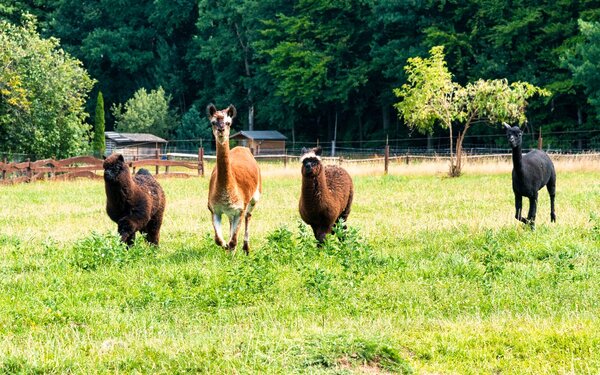 Alpakas im Tiergarten Höckendorfer Heide, Foto: Andreas Krone, Lizenz: TMGS