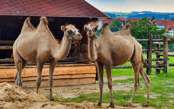 Trampeltiere im neuen Gehege, Foto: Uta Heinzmann