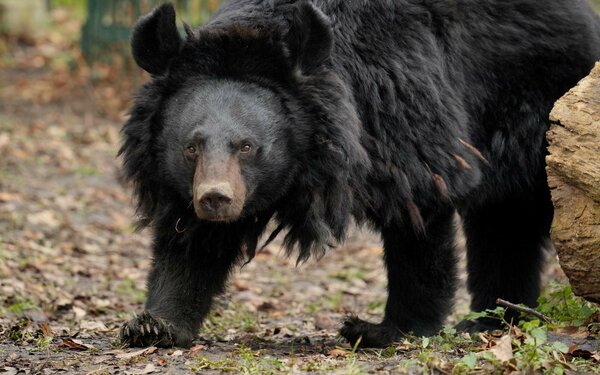 Ussurischer Kragenbär, Foto: S. Koselack, Lizenz: Stadtmarketinggesellschaft Dessau-Roßlau