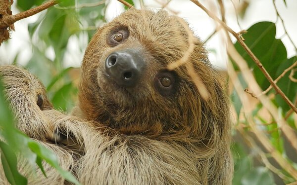 Faultier Carlo, Foto: Zoo Hoyerswerda