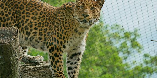 China Leopard San, Foto: Stefanie Jürß, Lizenz: Zoo Hoyerswerda