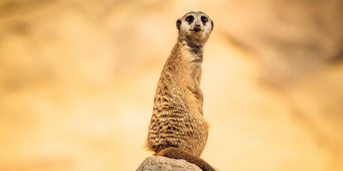 Erdmännchen Königin Heidi, Foto: Zoo Hoyerswerda, Lizenz: Zoo Hoyerswerda