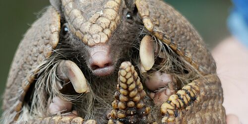 Gürteltier Günter, Foto: Stefanie Jürß, Lizenz: Zoo Hoyerswerda