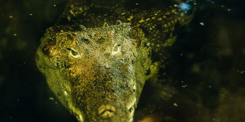 Kubakrokodil Jaco, Foto: Zoo Hoyerswerda, Lizenz: Zoo Hoyerswerda