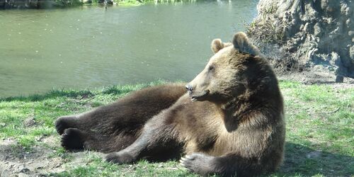 Europäischer Braunbär, Foto: Stefanie Jürß, Lizenz: Zoo Hoyerswerda