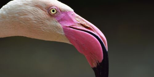 Rosaflamingo, Foto: Zoo Hoyerswerda, Lizenz: Zoo Hoyerswerda