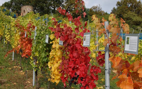 Weinreben am Ratsberg Weinböhla  GV Weinböhla