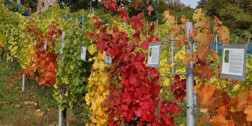 Weite Ausblicke auf sächsische Weinberge