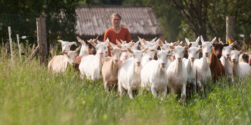 Ökodorf Brodowin Ziegenherde, Foto: Ökodorf Brodowin