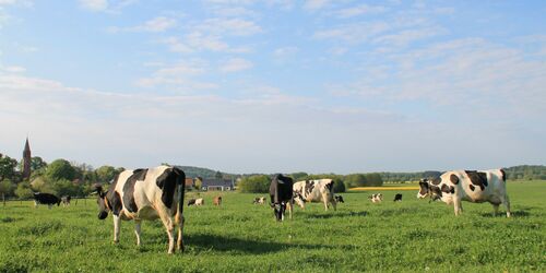 Blick auf die Weide, Foto: Ökodorf Brodowin