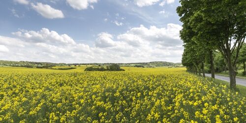 Landschaft bei Brodowin, Foto: TMB-Fotoarchiv/Steffen Lehmann