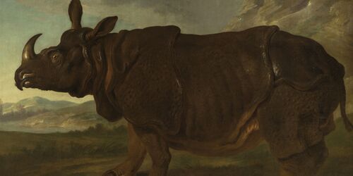 Jean Baptiste Oudrys Rhinozeros Foto: G. Bröcker, Staatliches Museum Schwerin