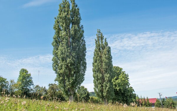 Naturdenkmal Lombardische Pappeln, Foto: Spessart Tourismus und Marketing GmbH