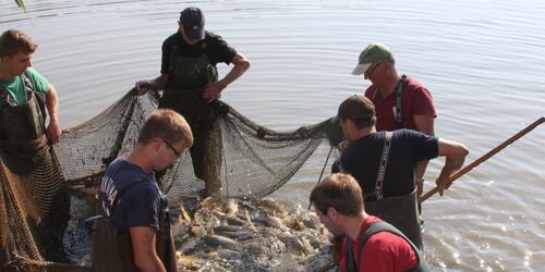 Fischzucht, Foto: Familie Oberle