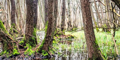 Mümmelkensee Bansin, Foto: Andreas Dumke, Lizenz: Usedom Tourismus GmbH