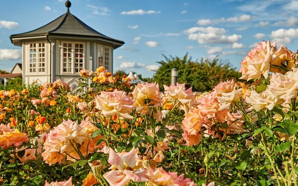 Rosengarten, Foto: Florian Trykowski, Thüringer Tourismus GmbH