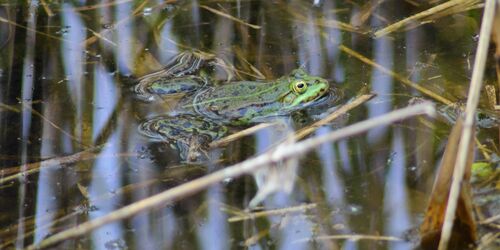 Teichfrosch, Foto: Antonia Capito