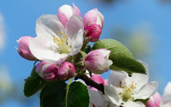 Apfelblüte im Pomologischen Schau- und Lehrgarten Döllingen, Foto: Pixabay