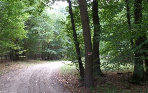 Wanderweg Richtung Schweinert, Foto: TV Elbe-Elster-Land