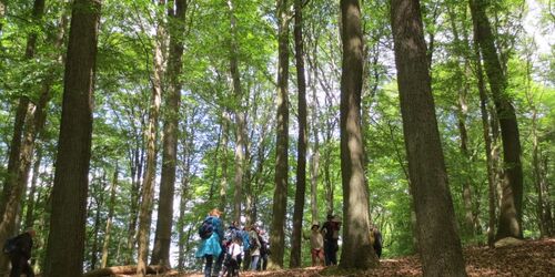 Märchenwelt unter Buchenkronen bei Angermünde